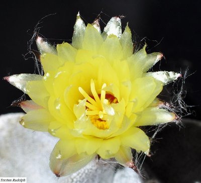 Astro. coahuilense,aus Ahuichila