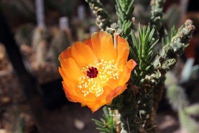 Opuntia verschaffeltii