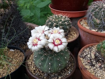 Gymnocalycium occultum 2016-1