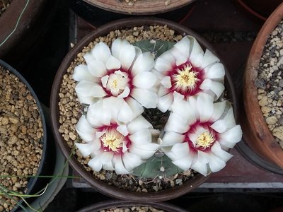 Gymnocalycium occultum 2016-2.jpg (204.22 KiB) 18493 mal betrachtet Gymnocalycium occultum 2016-2