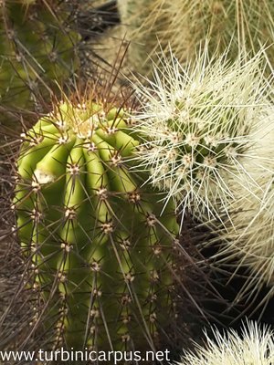 20160629_154507.jpg (480.95 KiB) 13494 mal betrachtet Echinocereus spinigemmatus <br />LAU 1246 Sierra Huichol JAL.