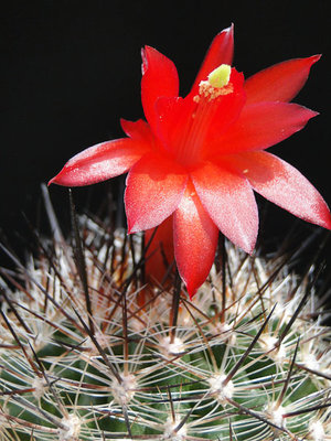 Matucana haynei ssp. hystrix 2012 Juno03-5.jpg