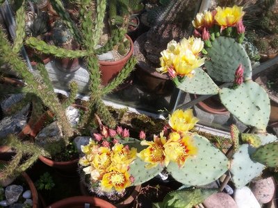 Opuntia azurea Blüten 2016-1