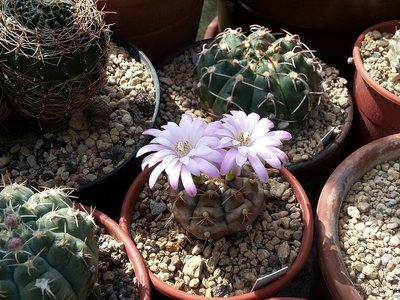 Gymnocalycium damsii var rotundulum 2016-2.jpg (278.74 KiB) 17319 mal betrachtet Gymnocalycium damsii var. rotundulum 2016