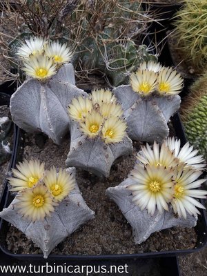 Astrophytum columnare