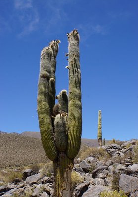 Trichocereus pasacana RB3151 - RP307, Amaicha del Valle nach El Infiernillo, Tucuman 2720m