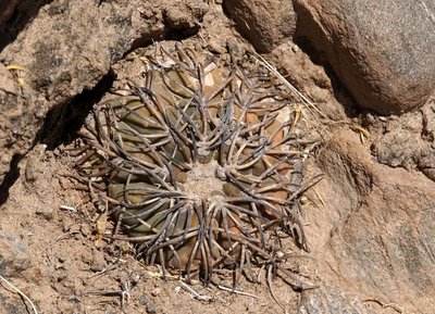 DSC03420.JPG (210.46 KiB) 13209 mal betrachtet Gymnocalycium spegazzinii RB3155 - RP307, südöstl. Amaicha del Valle, Tucuman 2520m