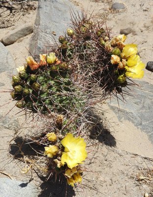 Opuntia sulphurea RB3152 - RP307, Amaicha del Valle nach El Infiernillo, Tucuman 2720m