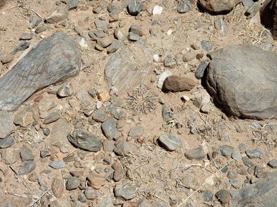 DSCN1628.JPG (203.08 KiB) 13209 mal betrachtet Gut getarnt zwischen abgesorbenen Gräsern