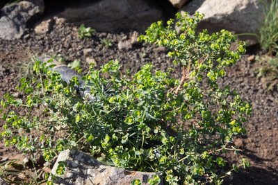 WB20151222 135715, Euphorbiaceae, Lanzarote, Norden - Lanzarote, spec. - Euphorbia.jpg