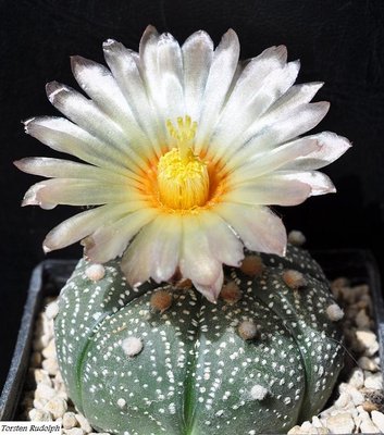 asterias