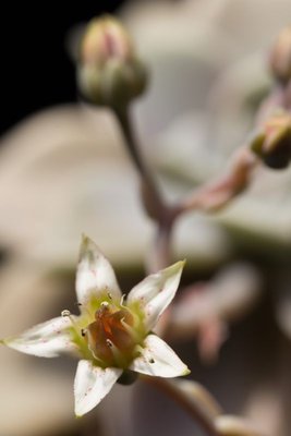 WB20140504 153954, Graptopetalum, paraguayense.jpg