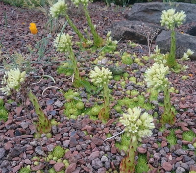 DSC_6110.JPG (300.32 KiB) 11384 mal betrachtet Überblick