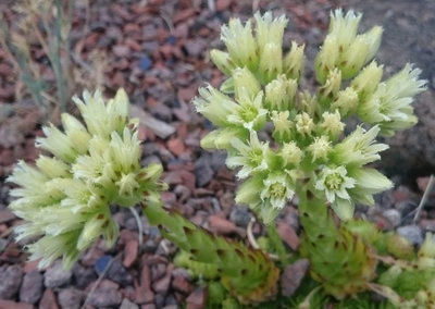 DSC_6113.JPG (148.52 KiB) 11384 mal betrachtet Blüten