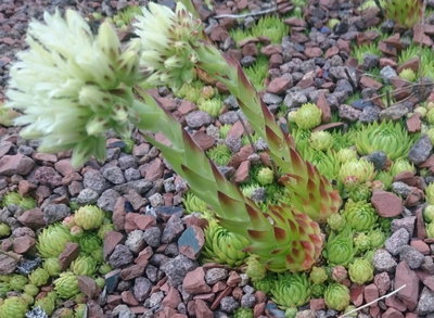 DSC_6116.JPG (214.08 KiB) 11384 mal betrachtet Tochterrosetten