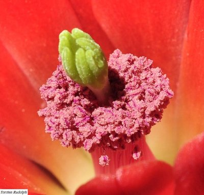 Astro,Echinocereus 012.JPG