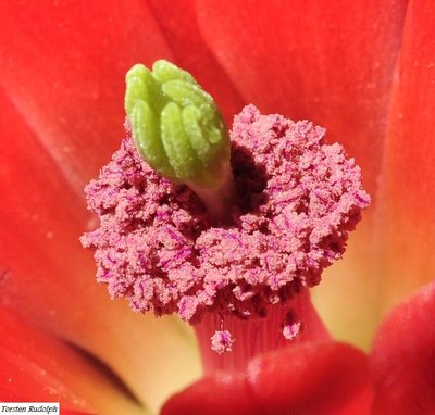 Astro,Echinocereus 012.JPG