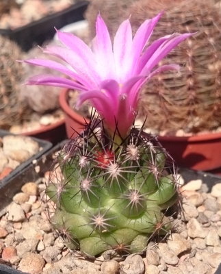 Escobaria hesteri SB 430.jpg