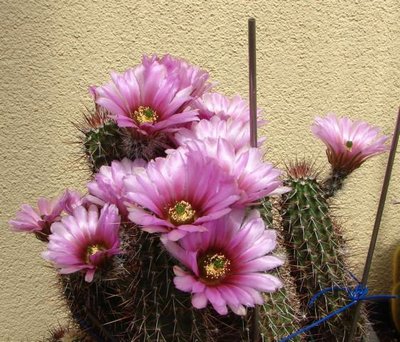 DSC06720.JPG (71.87 KiB) 10506 mal betrachtet Eine ältere Pflanze von Ec. engelmannii ssp. fasciculatus