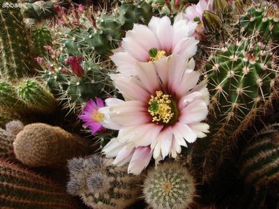 DSC06754.JPG (71.33 KiB) 10506 mal betrachtet typische Blüte von abbea