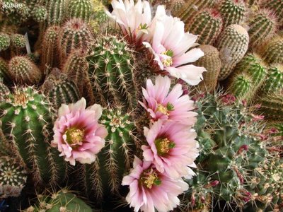 DSC06758.JPG (83.49 KiB) 10506 mal betrachtet reich blühend und doch Farbunterschiede