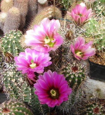 DSC06722.JPG (73.19 KiB) 10506 mal betrachtet Die hinteren Blüten die farblich sehr zu fasciculatus tendieren. Die vordere Blüte ist aber Ec. fendleri ssp. rectispinus