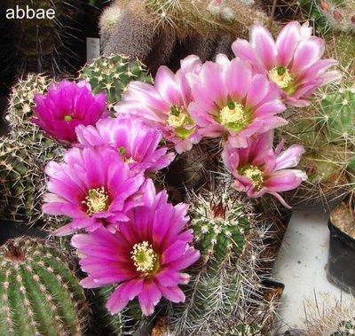 DSC06752.JPG (69.66 KiB) 10506 mal betrachtet Immer wieder schön