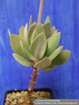 Senecio sempervivum Laub_klein.jpg