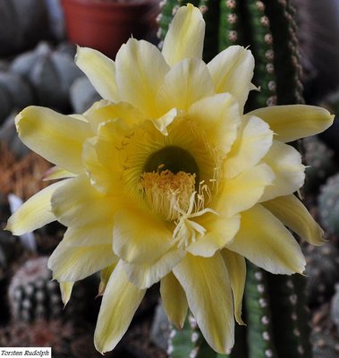 trichocereus-hybride 045.JPG