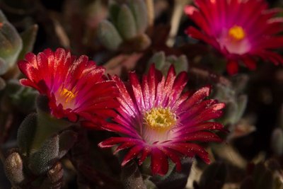 Delosperma 'Jewel of Desert - Garnet' WB20160513 175051.jpg