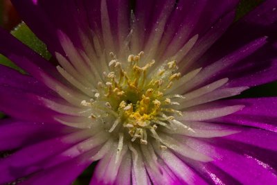 Delosperma ashtonii WB20160526 151039.jpg