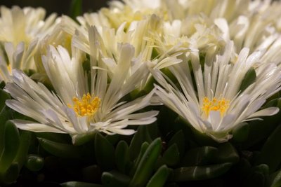 Delosperma 'congestum' 'creme' WB20160526 152001.jpg