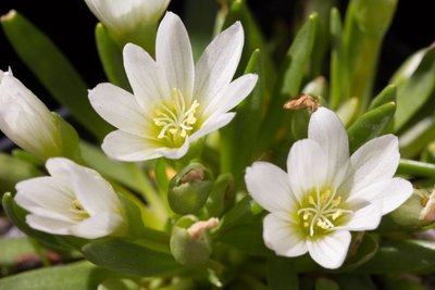 Lewisia brachycalyx WB20160505 144210.jpg