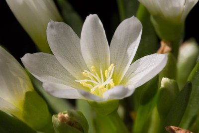 Lewisia brachycalyx WB20160505 144604.jpg