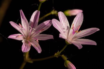 Lewisia columbiana WB20160513 190728.jpg