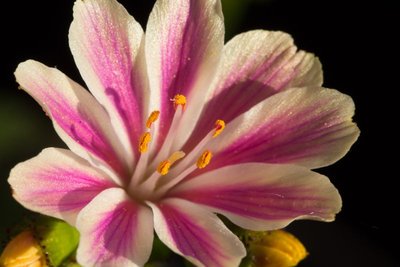 Lewisia cotyledon ssp. purdyi e WB20160512 190822.jpg