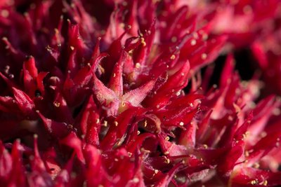 Sedum sempervivoides WB20160715 195904.jpg