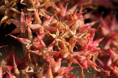 Sedum sempervivoides WB20160731 185411.jpg