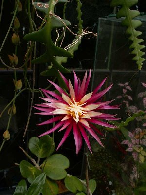 cryptocereus6 (1 von 1).jpg