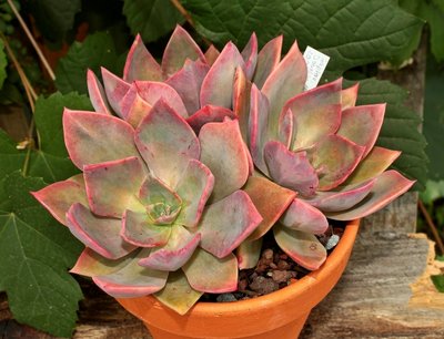 Graptoveria ´Douglas Huth´ 2009-56; Crassulaceae (1).jpg