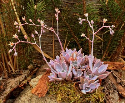 Graptoveria ´Douglas Huth´ 2009-56; Crassulaceae (2).jpg