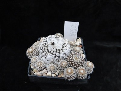 Copiapoa lauii FK439 2011 Maerz13 074.jpg