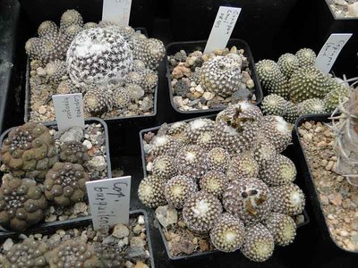 Copiapoa laui 2011 September20.jpg