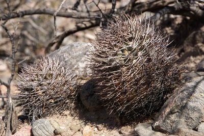 Acanthocalycium thionanthum RB3156 - 7 km nordwestl. Amaicha del Valle, Tucuman 1845m