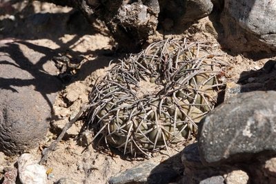 Gymnocalycium spegazzinii RB3157 - 7 km nordwestl. Amaicha del Valle, Tucuman 1845m