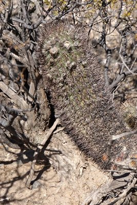 Acanthocalycium thionanthum RB3156 - 7 km nordwestl. Amaicha del Valle, Tucuman 1845m