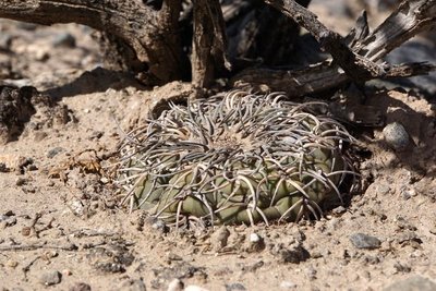 Gymnocalycium spegazzinii RB3157 - 7 km nordwestl. Amaicha del Valle, Tucuman 1845m