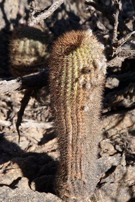 Acanthocalycium thionanthum brevispinum RB3159 - RN40 Grenze Tucuman-Salta, Tucuman 1680m