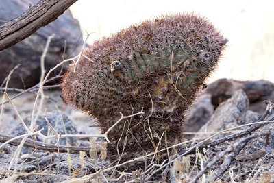 Acanthocalycium thionanthum brevispinum RB3159 - RN40 Grenze Tucuman-Salta, Tucuman 1680m