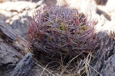 Gymnocalycium saglionis RB3160 - RN40 Grenze Tucuman-Salta, Tucuman 1680m